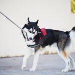 Who’s Responsible for a Dog Bite Injury in California